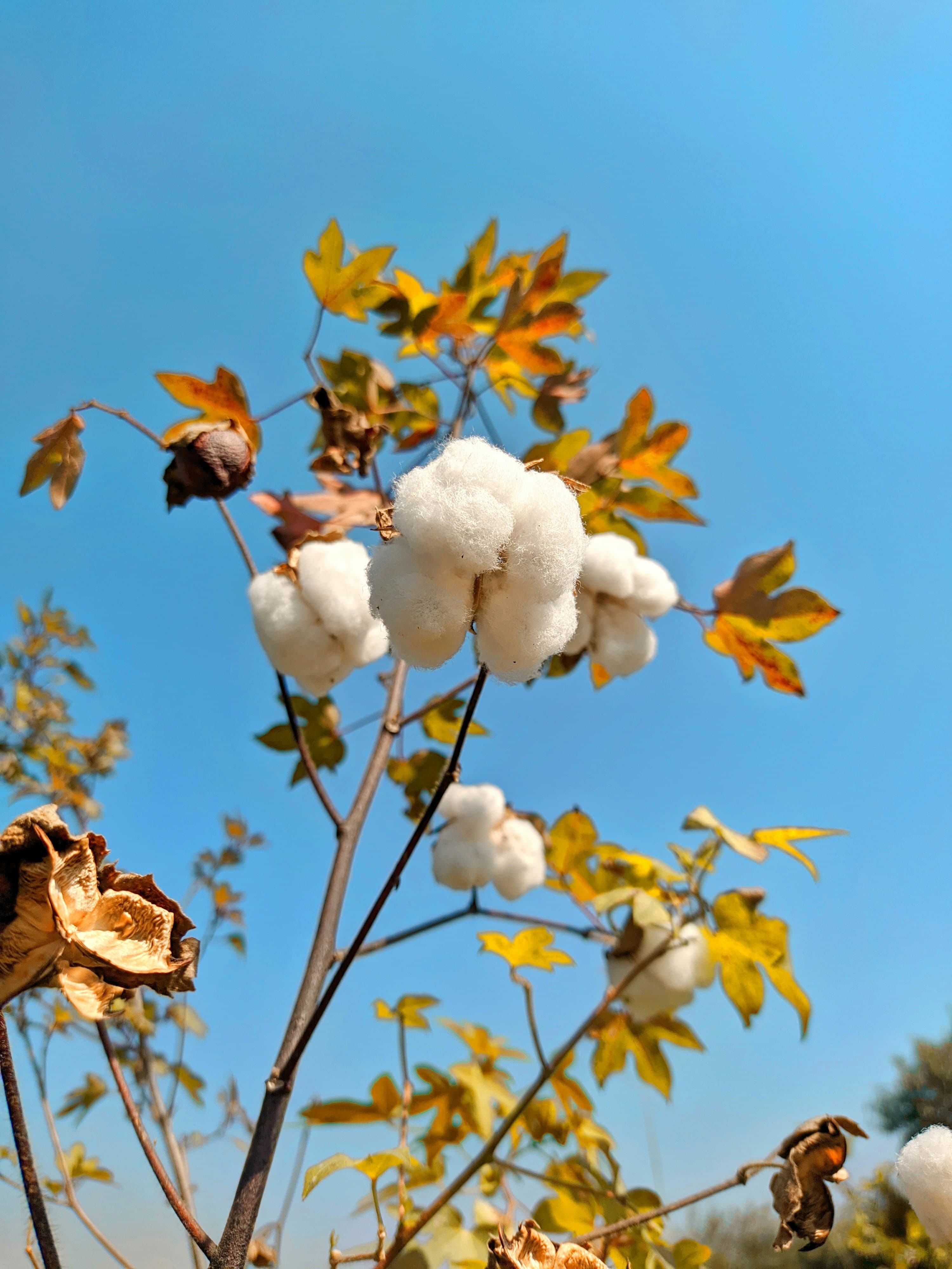 Sustainable organic cotton farming for eco-friendly garment manufacturing in India